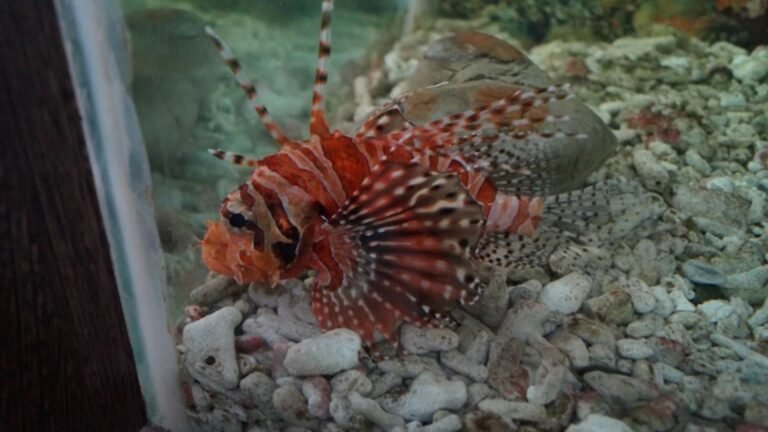 Fisheries Museum