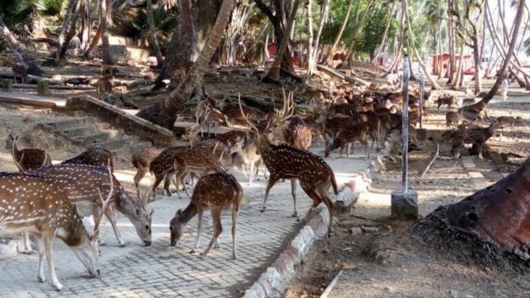 Netaji Subhash Chandra Bose Island (Ross Island)
