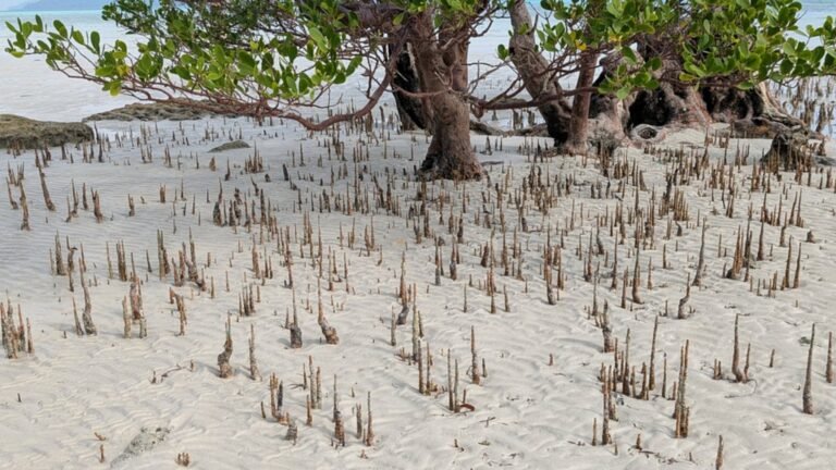 Vijaynagar Beach