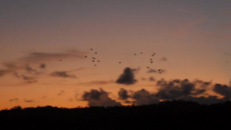 Parrot Island
