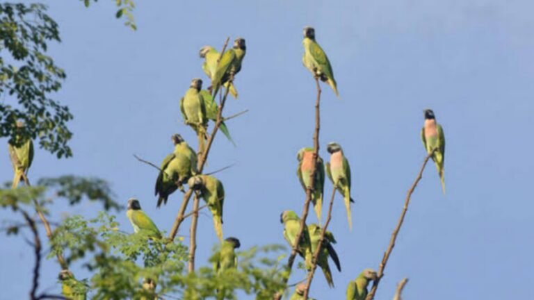 Parrot Island